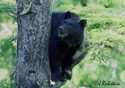 Ursus americanus